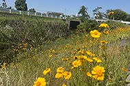 sanpo_akisinogawa_190.png